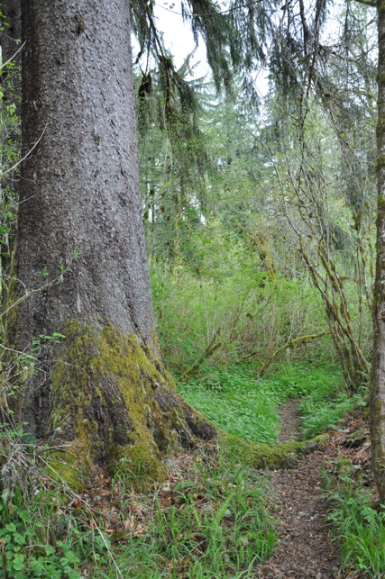 Sitka Spruce