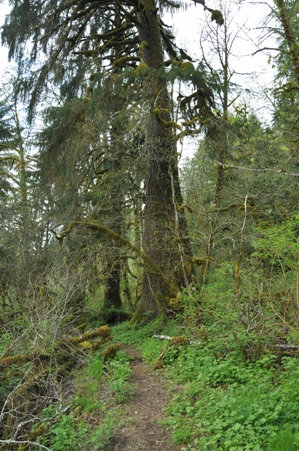 Sitka Spruce trees