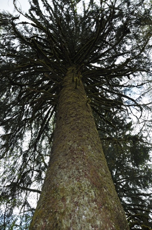 Sitka Spruce