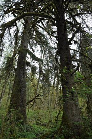 Sitka Spruce tree