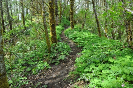 green mountain trail