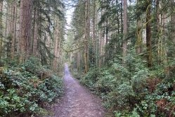 Banner Forest 