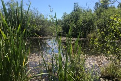 Narbeck Wetland 