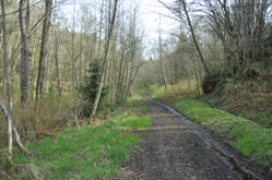 Salmon Creek Ravine 