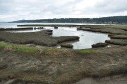 Theler Wetlands