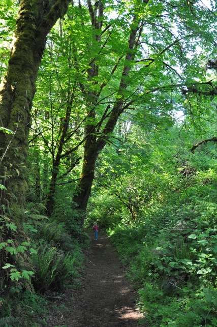 Coal Creek trail