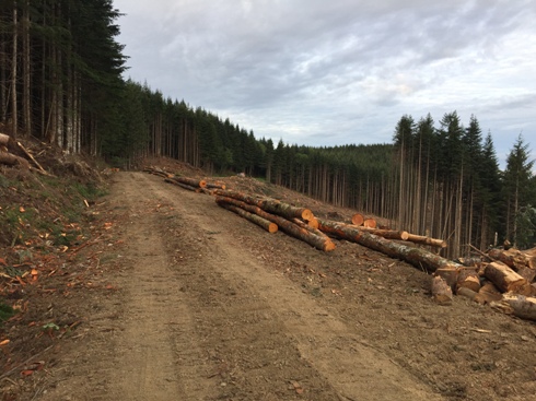 logging 