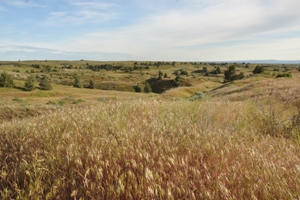 Juniper Dunes Wilderness