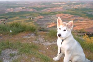 Steptoe Butte