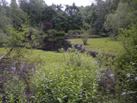 hylebos wetlands lake