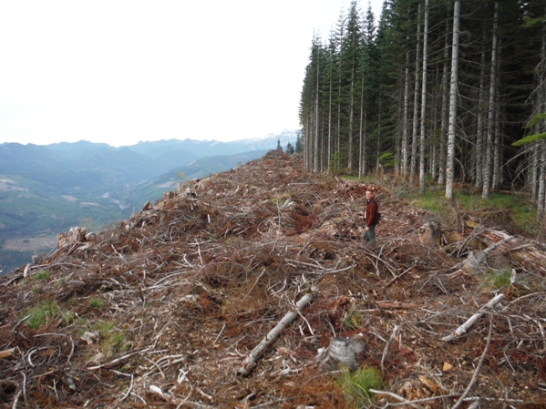 timber harvest