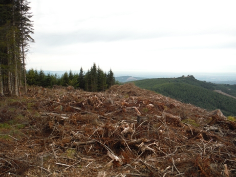 timber harvest