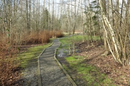 kenmore creek swamp