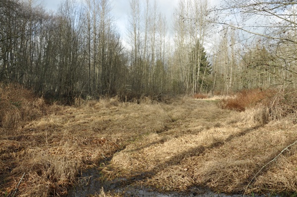 wallace swamp creek  