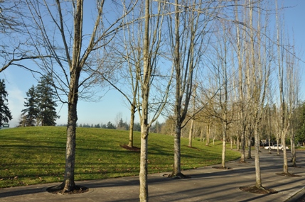 Lake Meridian Park