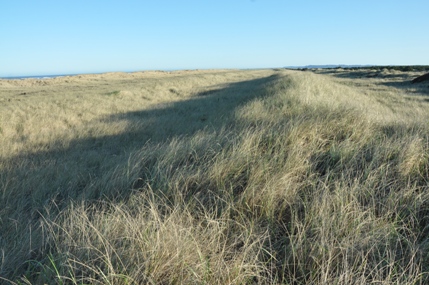 beach dunes