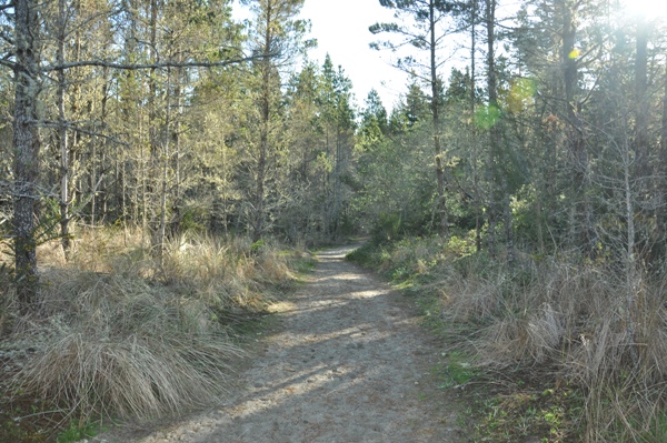 Dune Forest Loop 