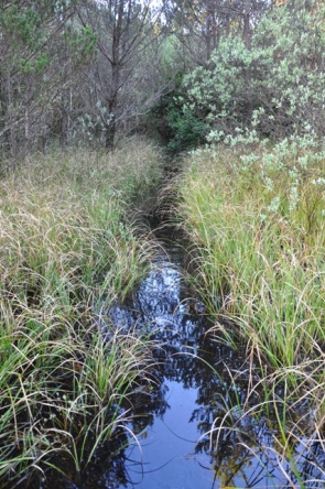 leadbetter state park