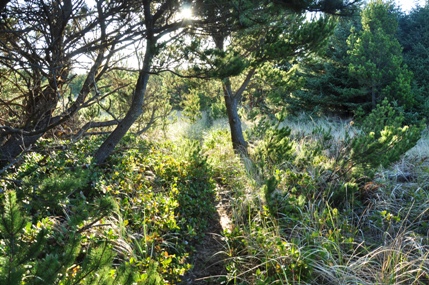 leadbetter state park