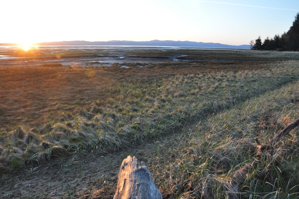 Willapa Bay 