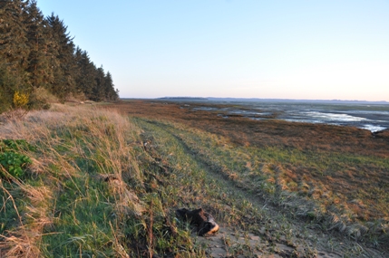 Willapa Bay 