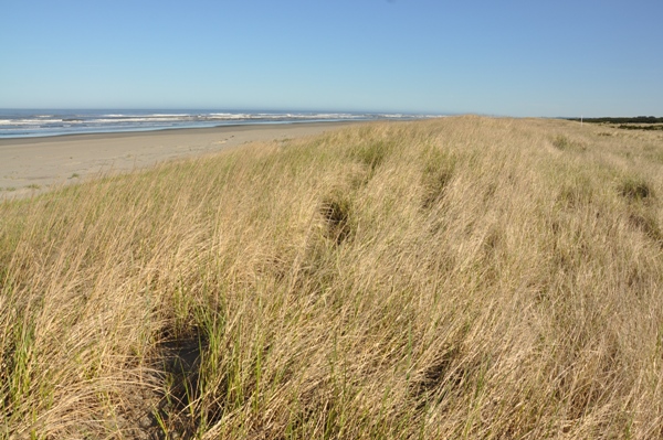 pacific pines state park