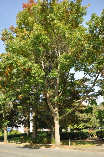 lynnwood trees