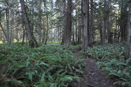 wilderness trail