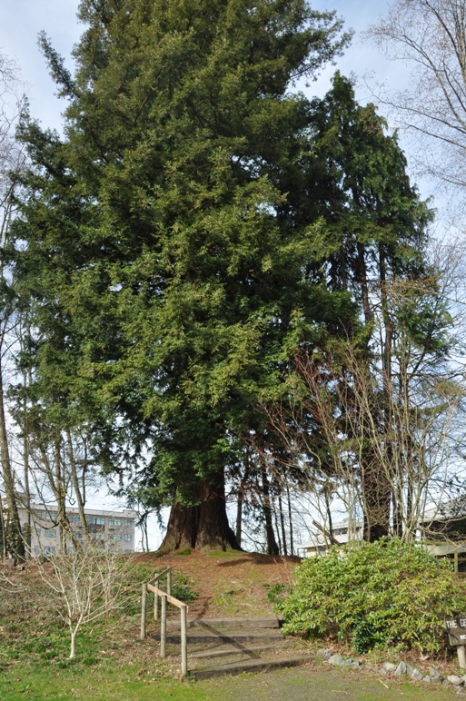 centennial park tree