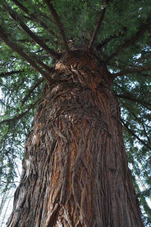 sequoia tree