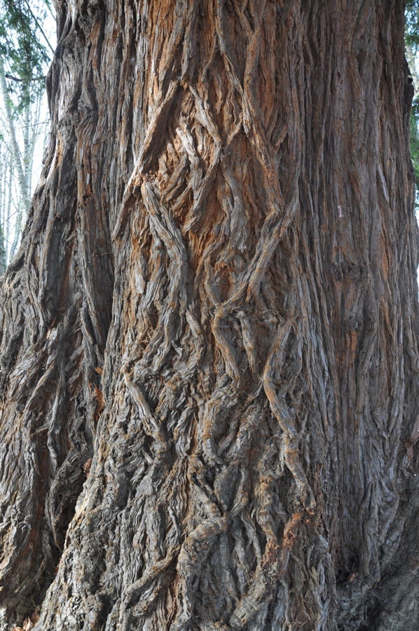 sequoia tree