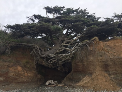 Tree at Kalaloch