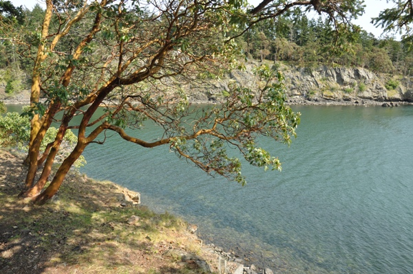 pacific madrone