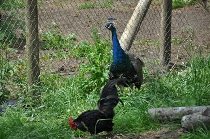peacock