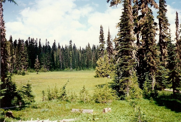 meadow on PCT