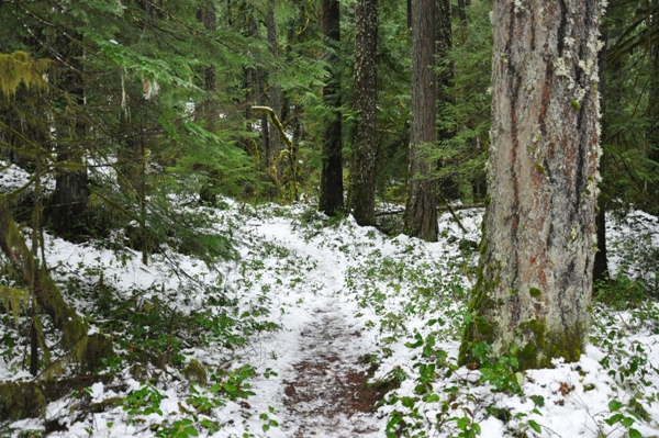 Purcell Falls Trail