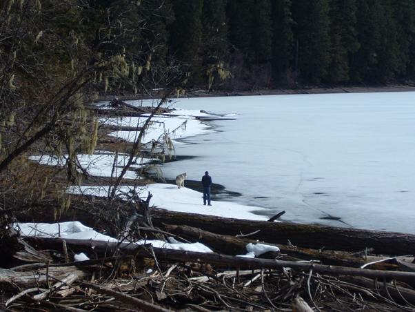 shoreline of packwood lake