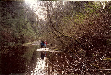 Old Shi Shi beach trail