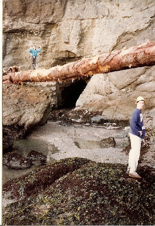 Big driftwood