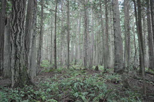 fern forest