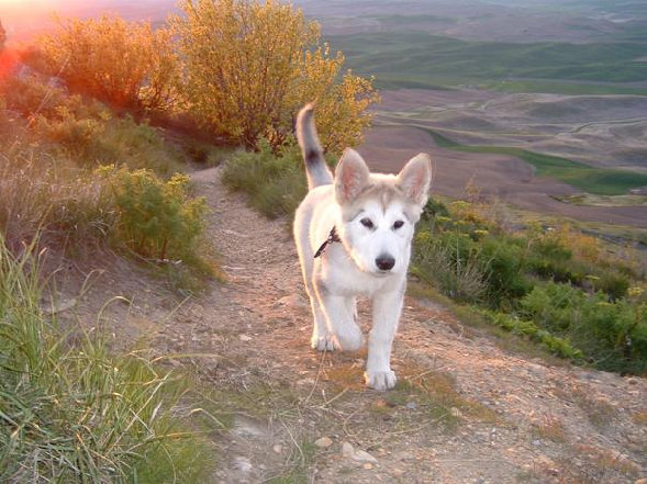 Alaskan Malamute