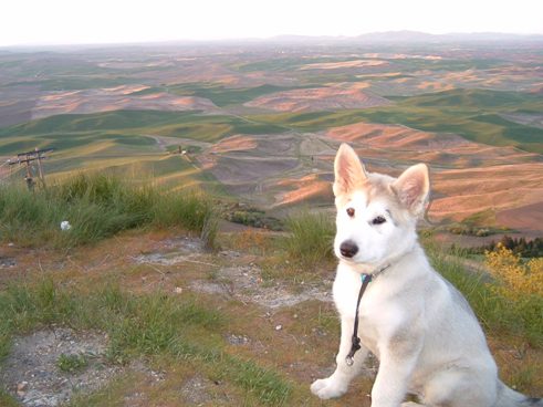 Dozer on Steptoe Butte