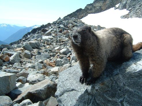 Marmot on rock