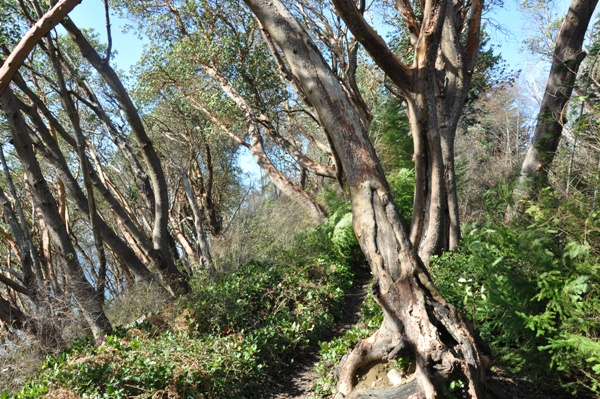 seola madrona trees