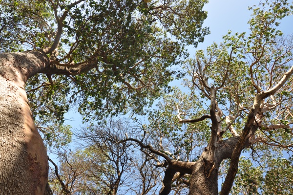 seola madrona trees