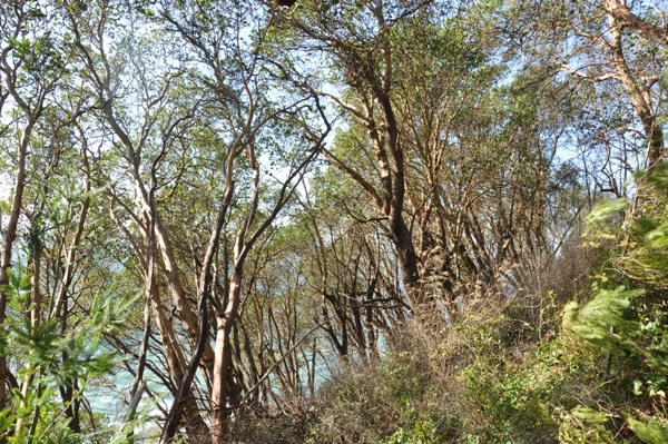 seola madrona trees