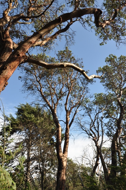 seola madrona trees