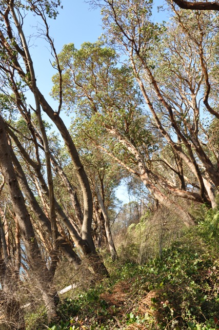 seola madrona trees