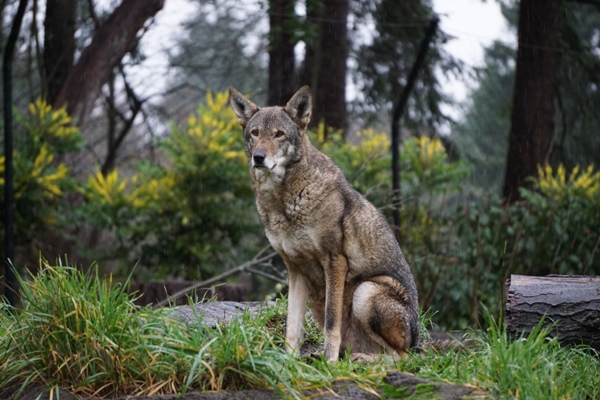 Point Defiance