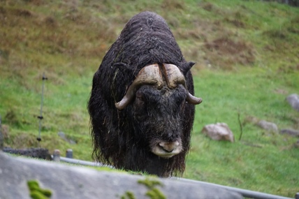 bison